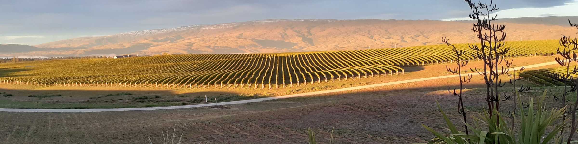 Mount-Dunstan-Vineyard-2400-x-600-min Mount Dunstan Estates Hero Image